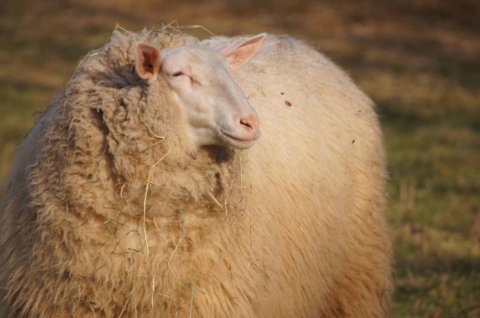 Sony SLT-A55 (SLT-A55V) sample photo. Sheep, animal, wool photography
