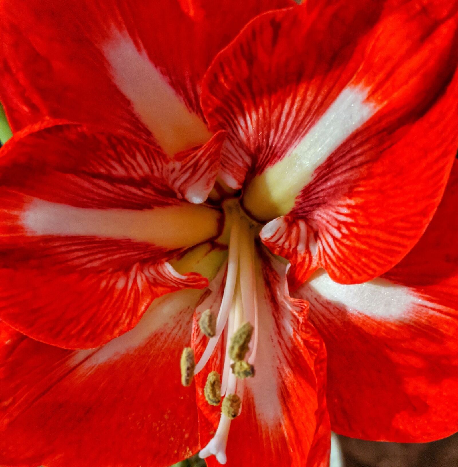 Google Pixel 3 XL sample photo. Red amaryllis, amaryllis, flowers photography