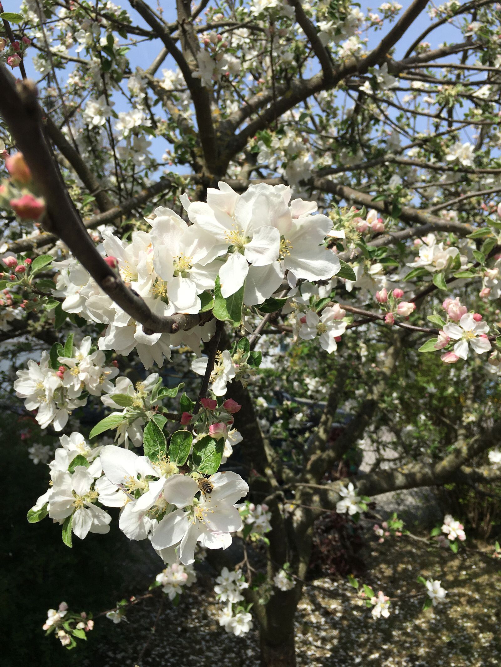 iPhone 6s Plus back camera 4.15mm f/2.2 sample photo. Spring flower, blossom, white photography