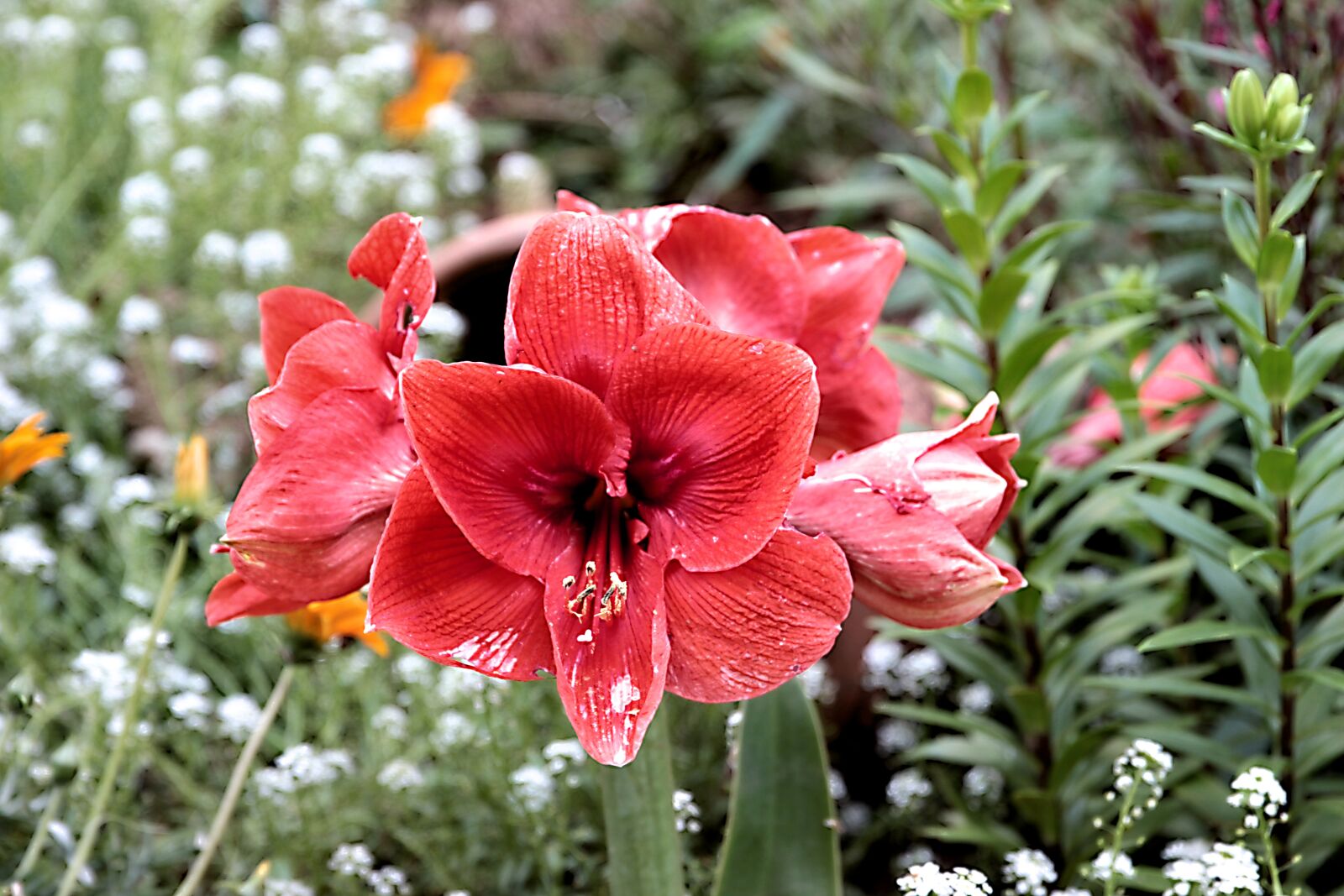 Canon EOS 550D (EOS Rebel T2i / EOS Kiss X4) sample photo. Amaryllis, lily, flower photography