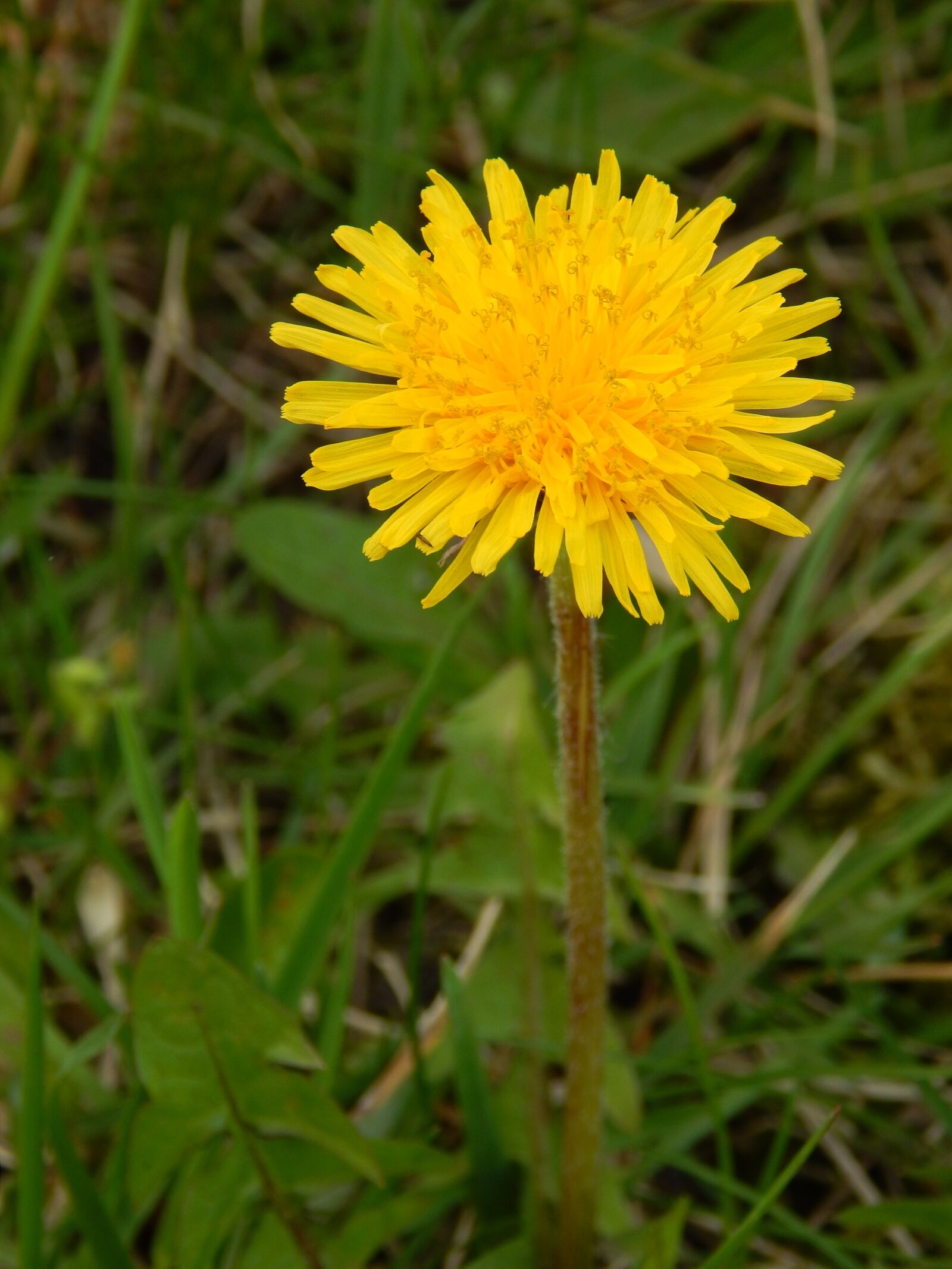Nikon Coolpix L820 sample photo. Dandelion, flower, yellow photography