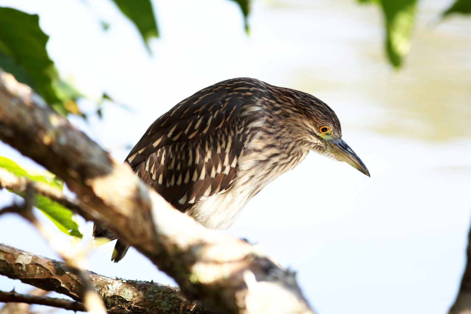 Canon EOS 5D Mark III sample photo. Bird, kingfisher, fish eater photography