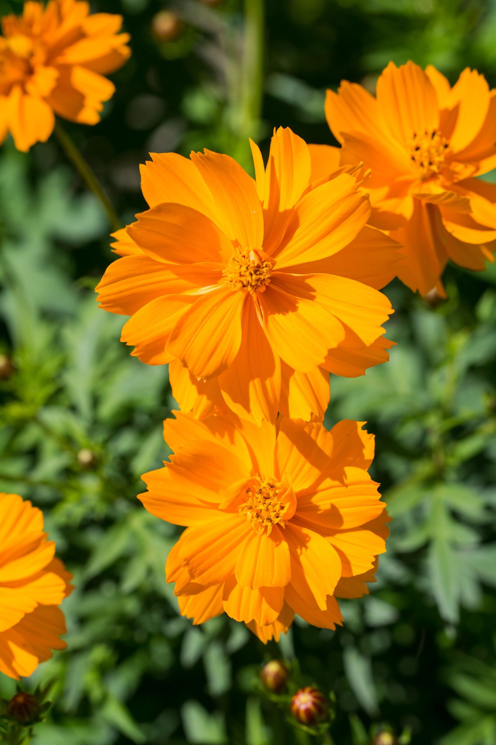 Nikon D7100 sample photo. Flower, orange, orange flower photography