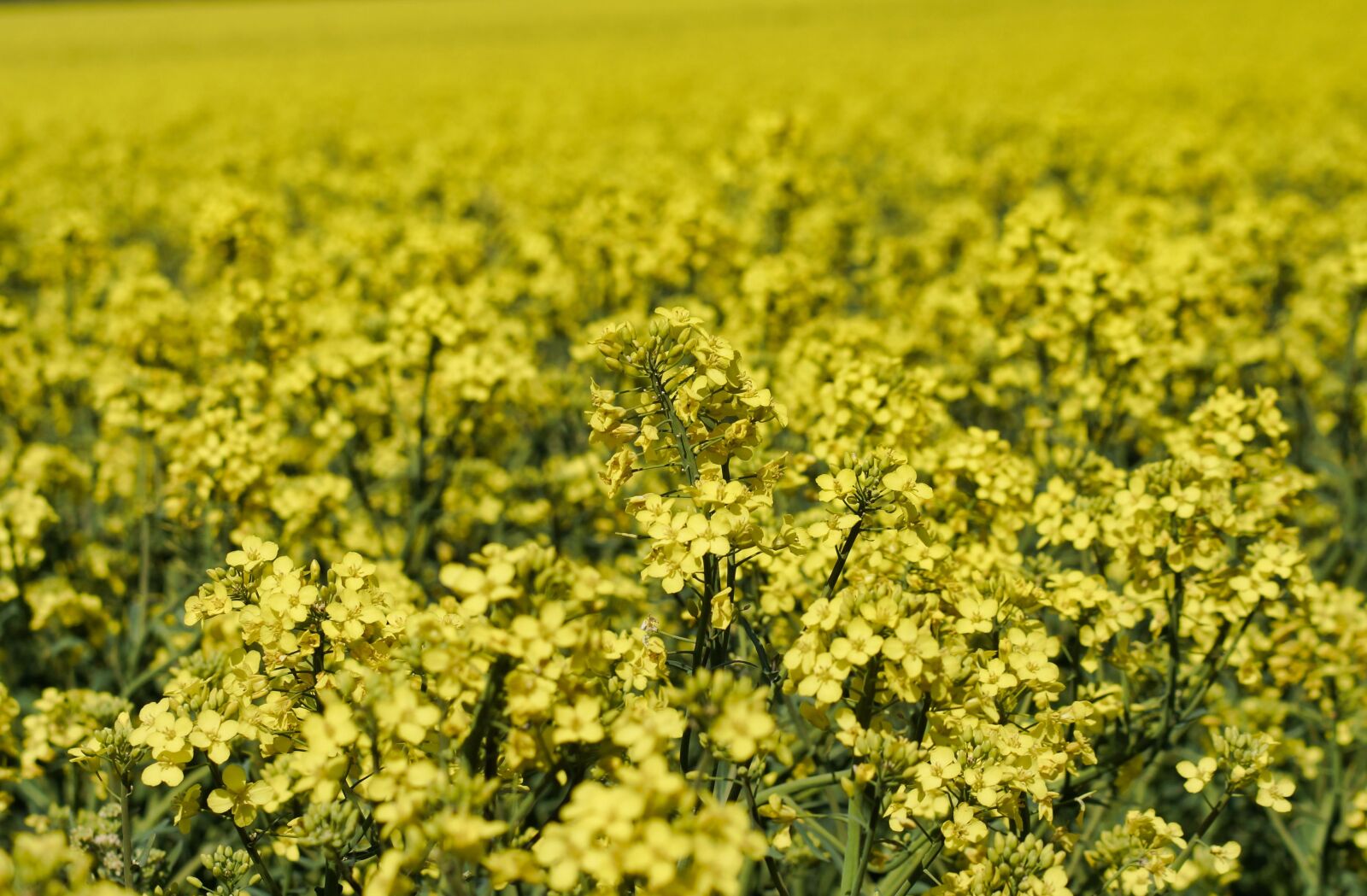 Sony SLT-A58 sample photo. Field of rapeseeds, oilseed photography