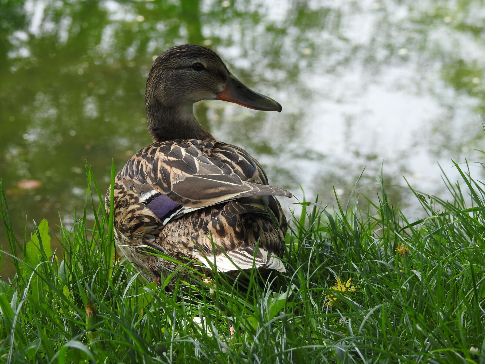 Nikon Coolpix P900 sample photo. Nature, birds, pen photography