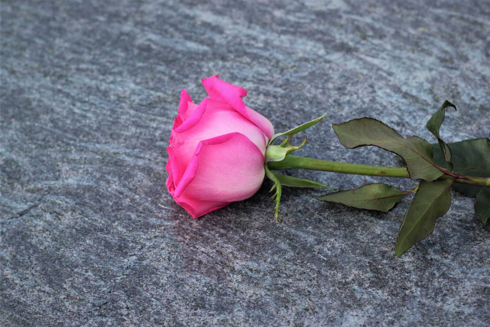 Canon EOS 550D (EOS Rebel T2i / EOS Kiss X4) sample photo. Pink rose, love symbol photography