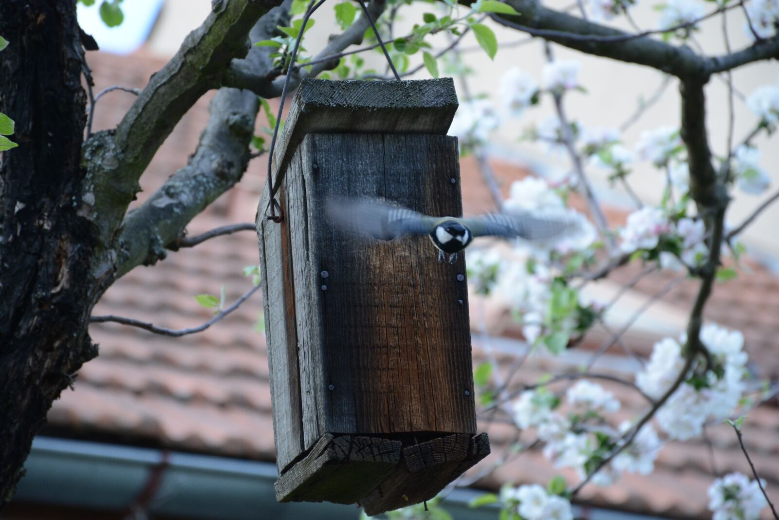 Nikon D7100 sample photo. Tit, booth, bird photography