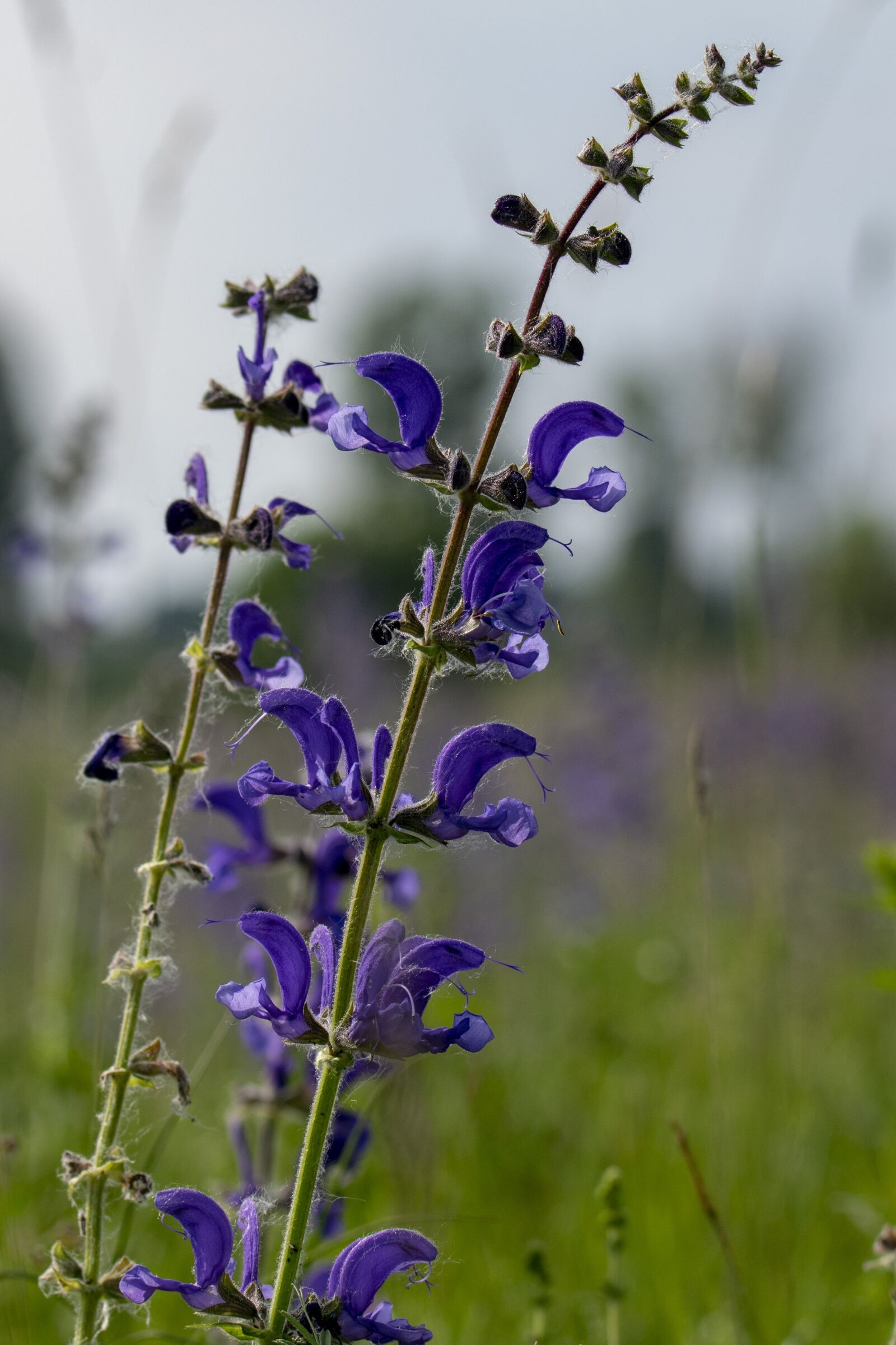 Nikon D5300 sample photo. Sage, herb, meadow flower photography