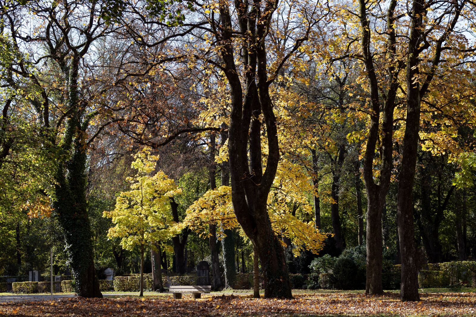 Canon EF-M 32mm F1.4 STM sample photo. Autumn, trees, nature photography