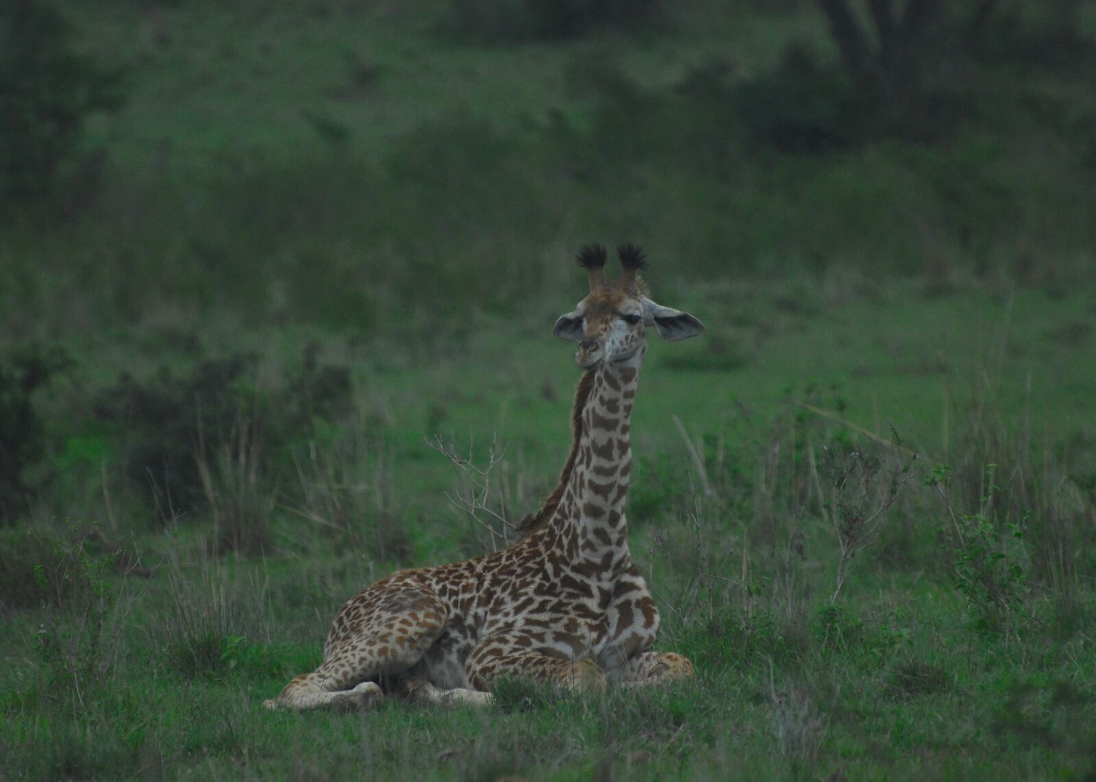 Nikon D200 sample photo. Giraffe, nairobi national park photography