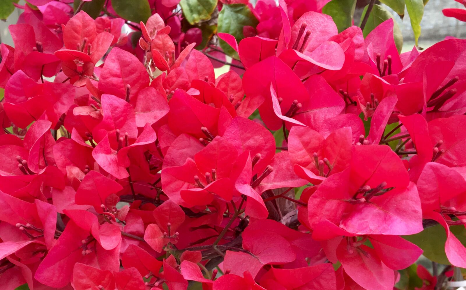 Apple iPhone 6s sample photo. Bougainvillea, house, plants, iphone photography
