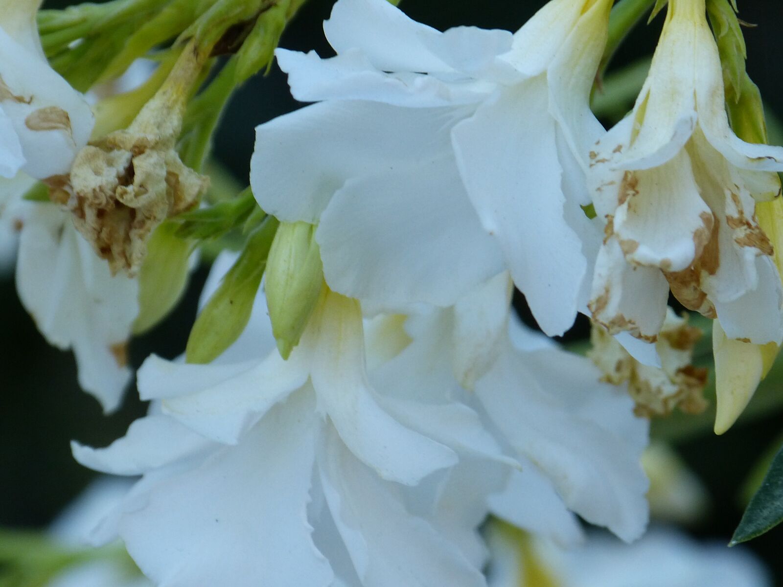 Panasonic Lumix DMC-FZ150 sample photo. Flowers, white, floral photography