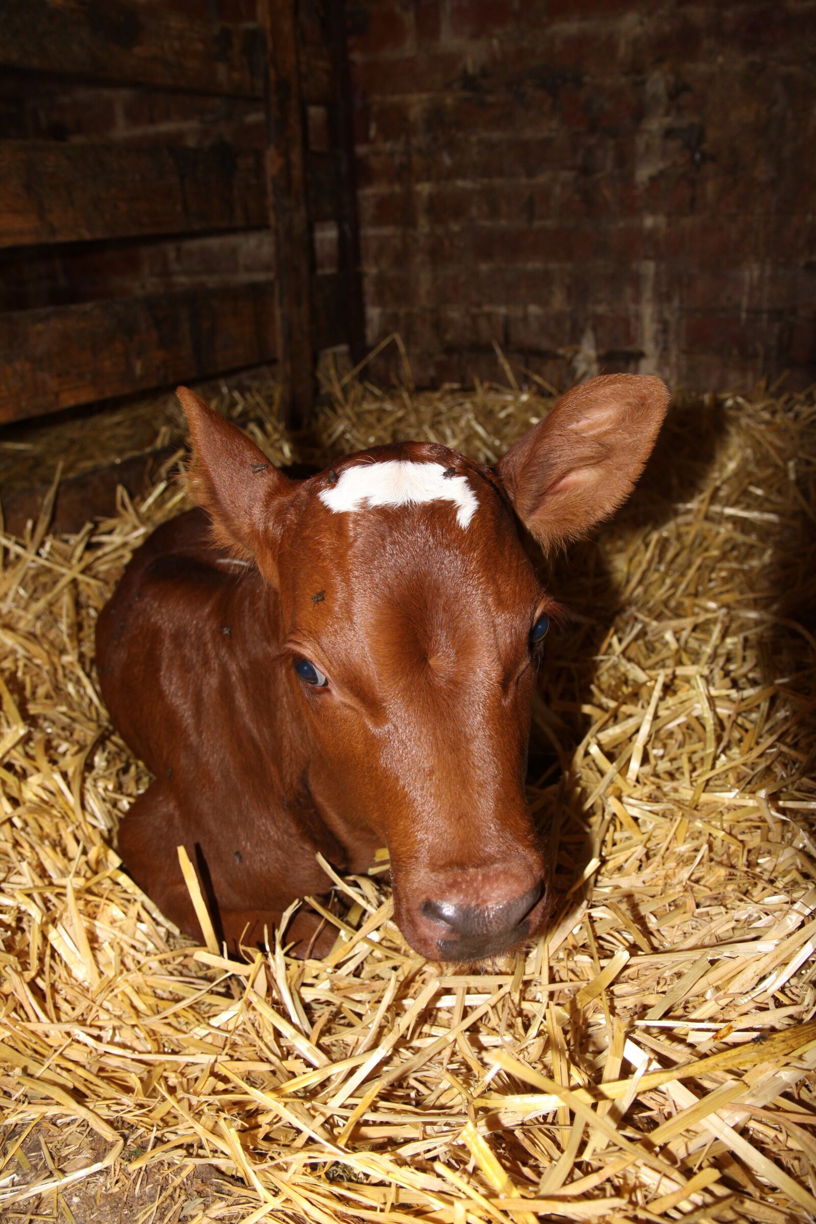 Canon EOS 50D sample photo. Calf, red stained, agriculture photography