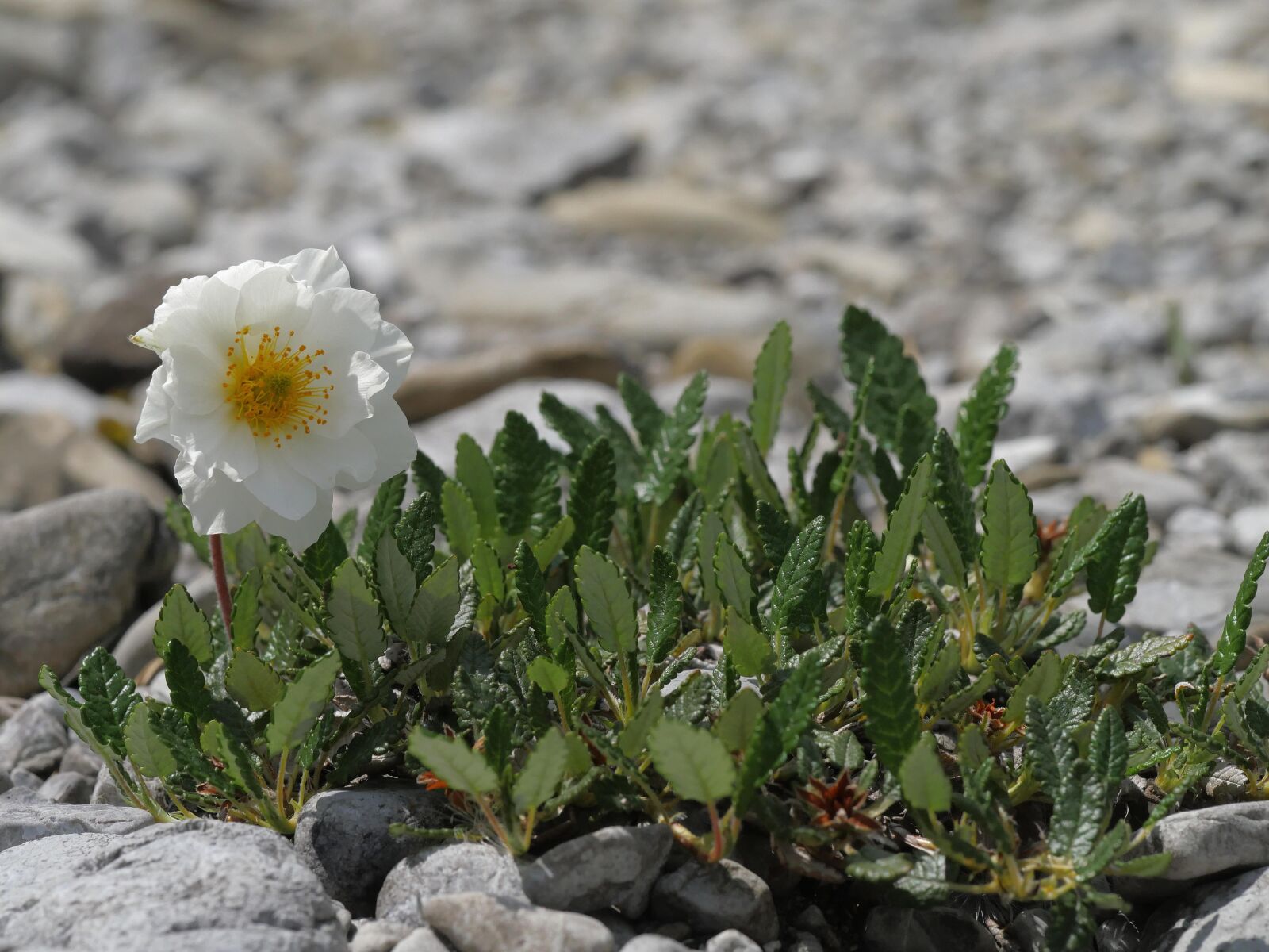 Panasonic Lumix DMC-GX8 sample photo. Mountain avens, white, flower photography