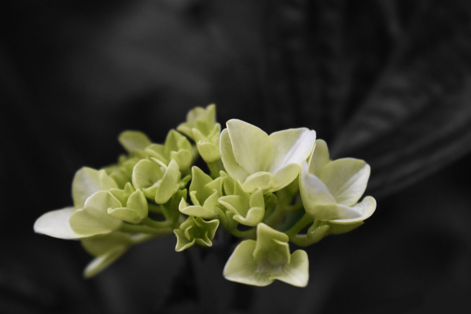 Nikon D3400 sample photo. Flower, white, spring photography