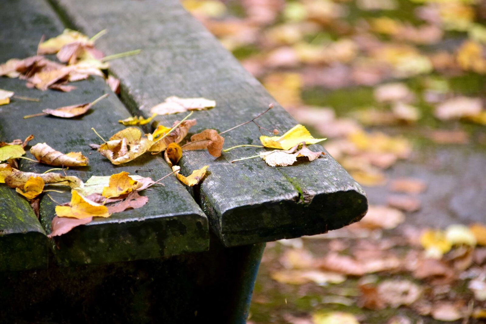 Nikon D3300 sample photo. Tree, leaf, plank, bench photography