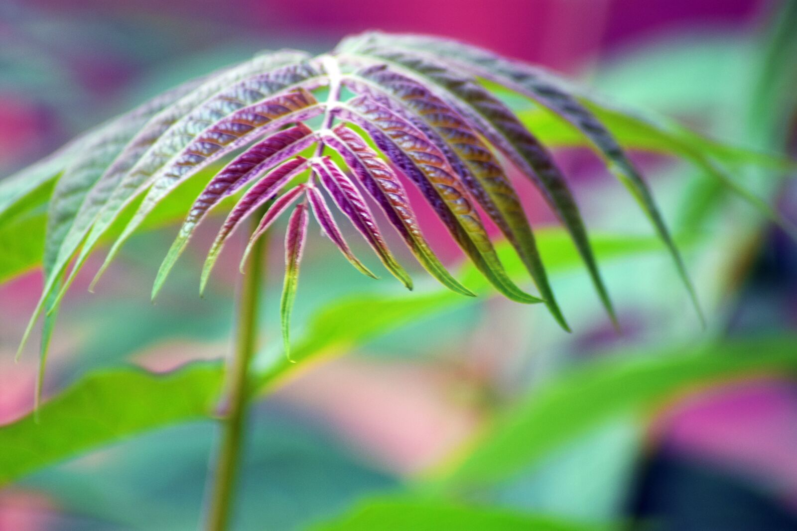 Nikon D3400 sample photo. Plant, garden, nature photography