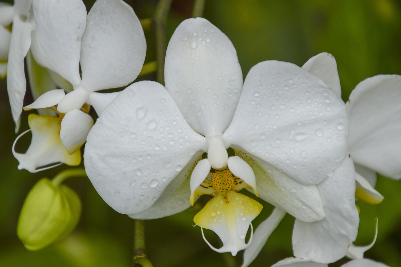 Nikon D3200 + Tamron 16-300mm F3.5-6.3 Di II VC PZD Macro sample photo. Orchid, white, orchids photography