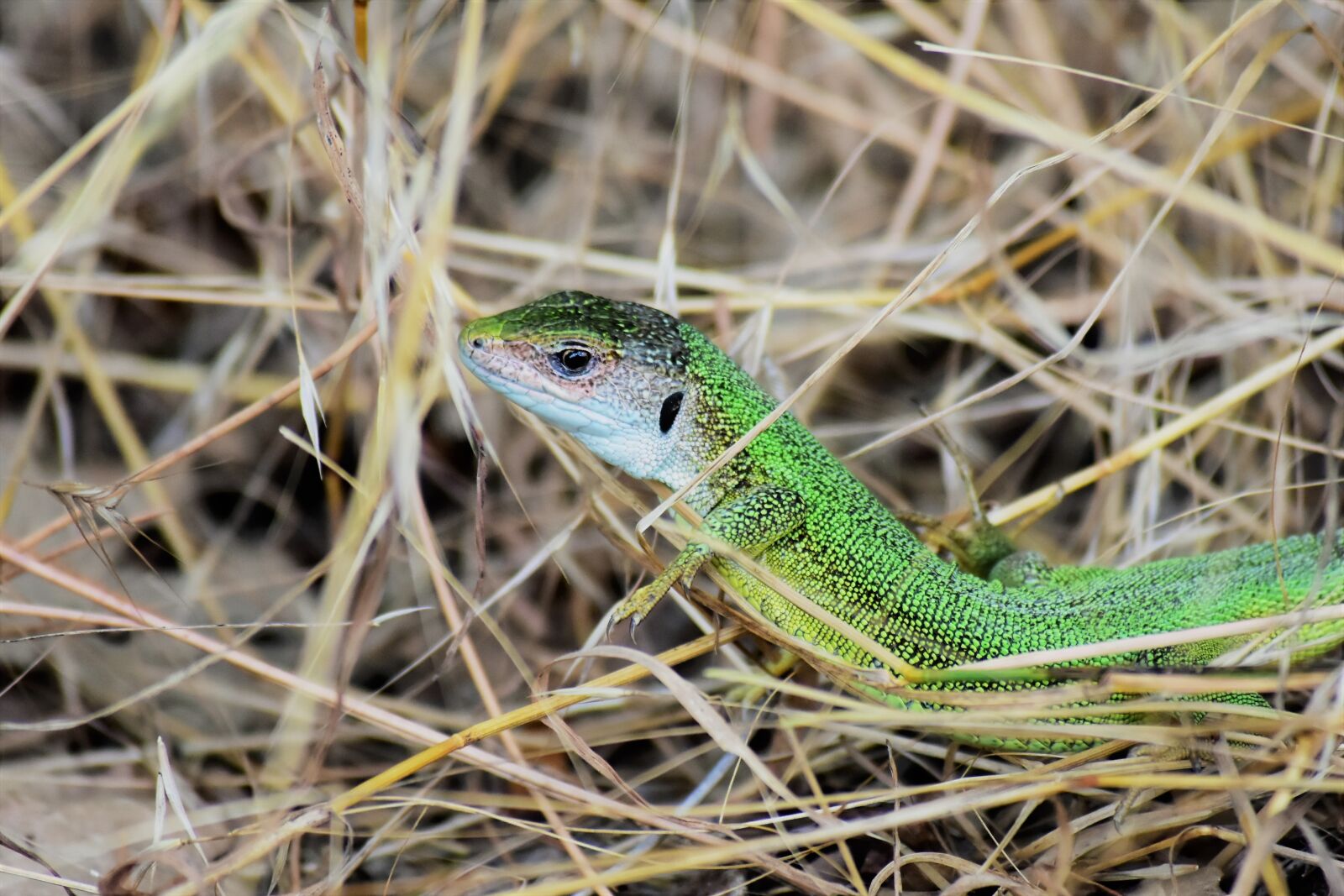 Nikon D7200 sample photo. Lizard, reptile, green photography