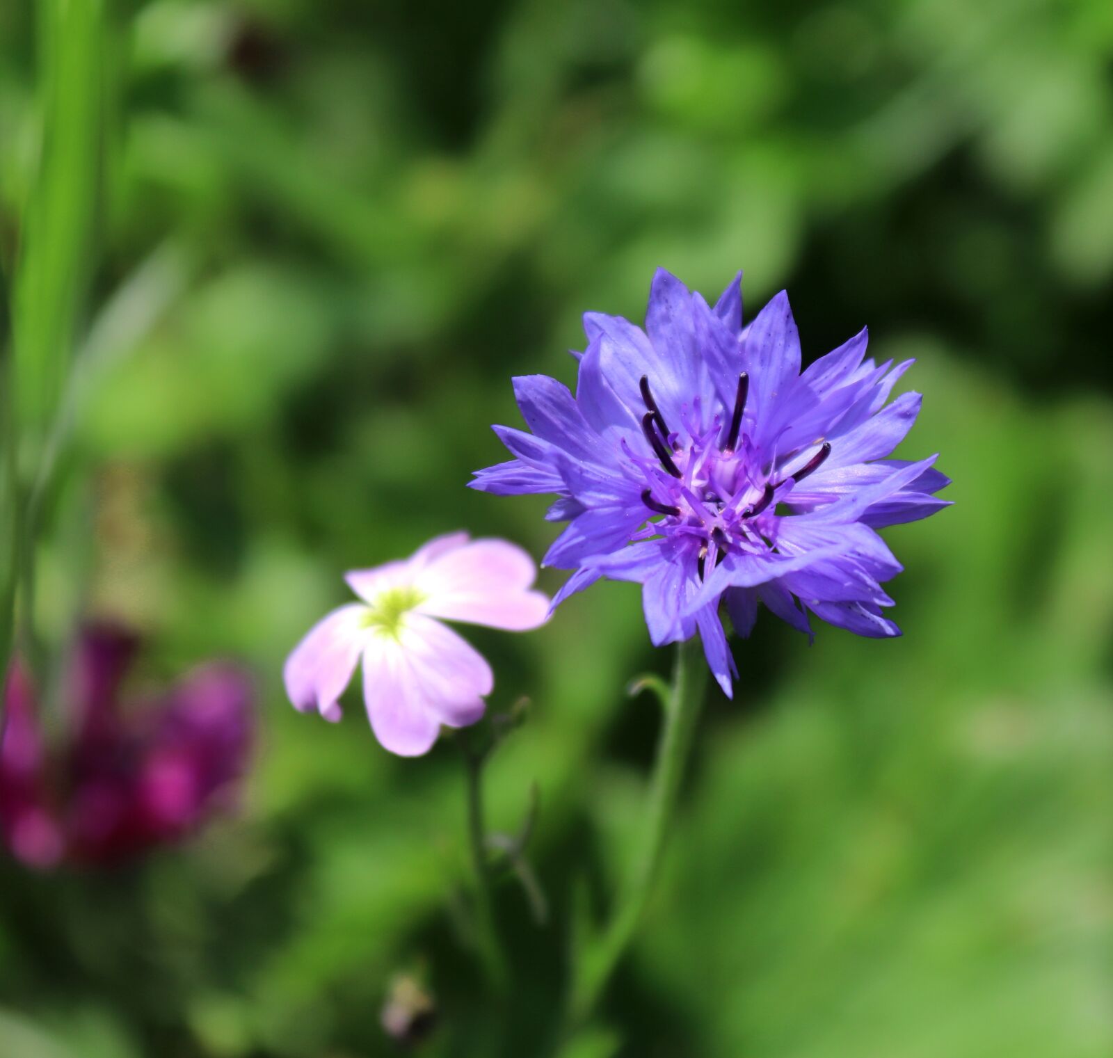 Canon EOS 200D (EOS Rebel SL2 / EOS Kiss X9) sample photo. Flower, blossom, bloom photography