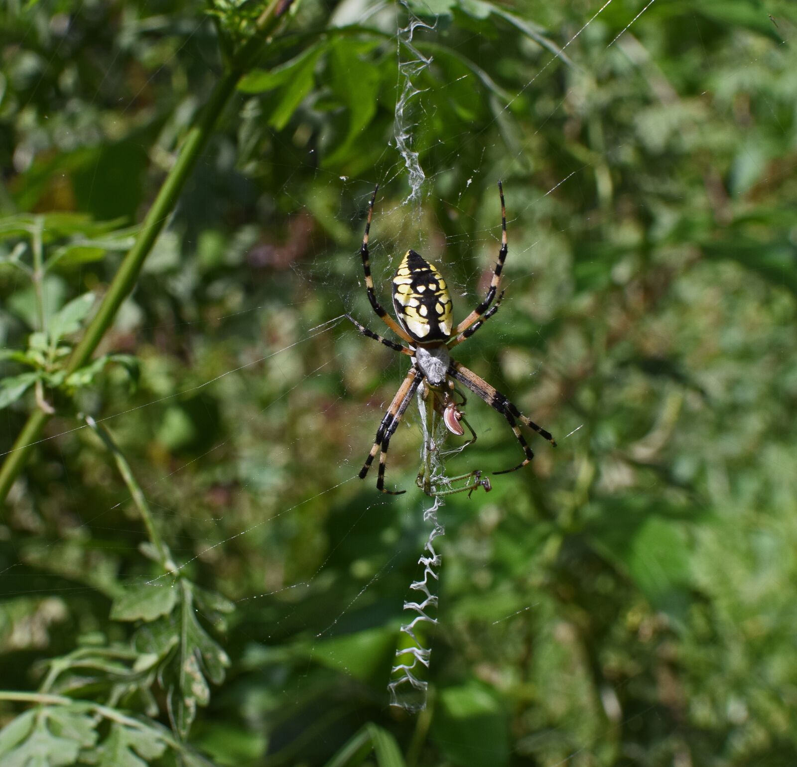Nikon D3300 sample photo. Yellow garden spider, spider photography