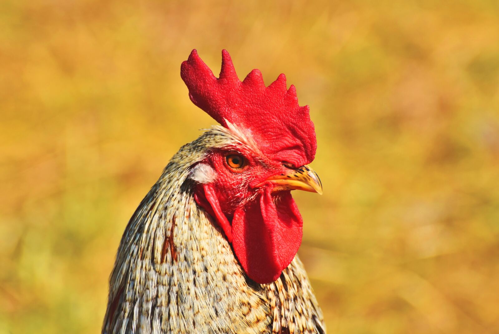 Nikon D7200 sample photo. Hahn, gockel, poultry photography