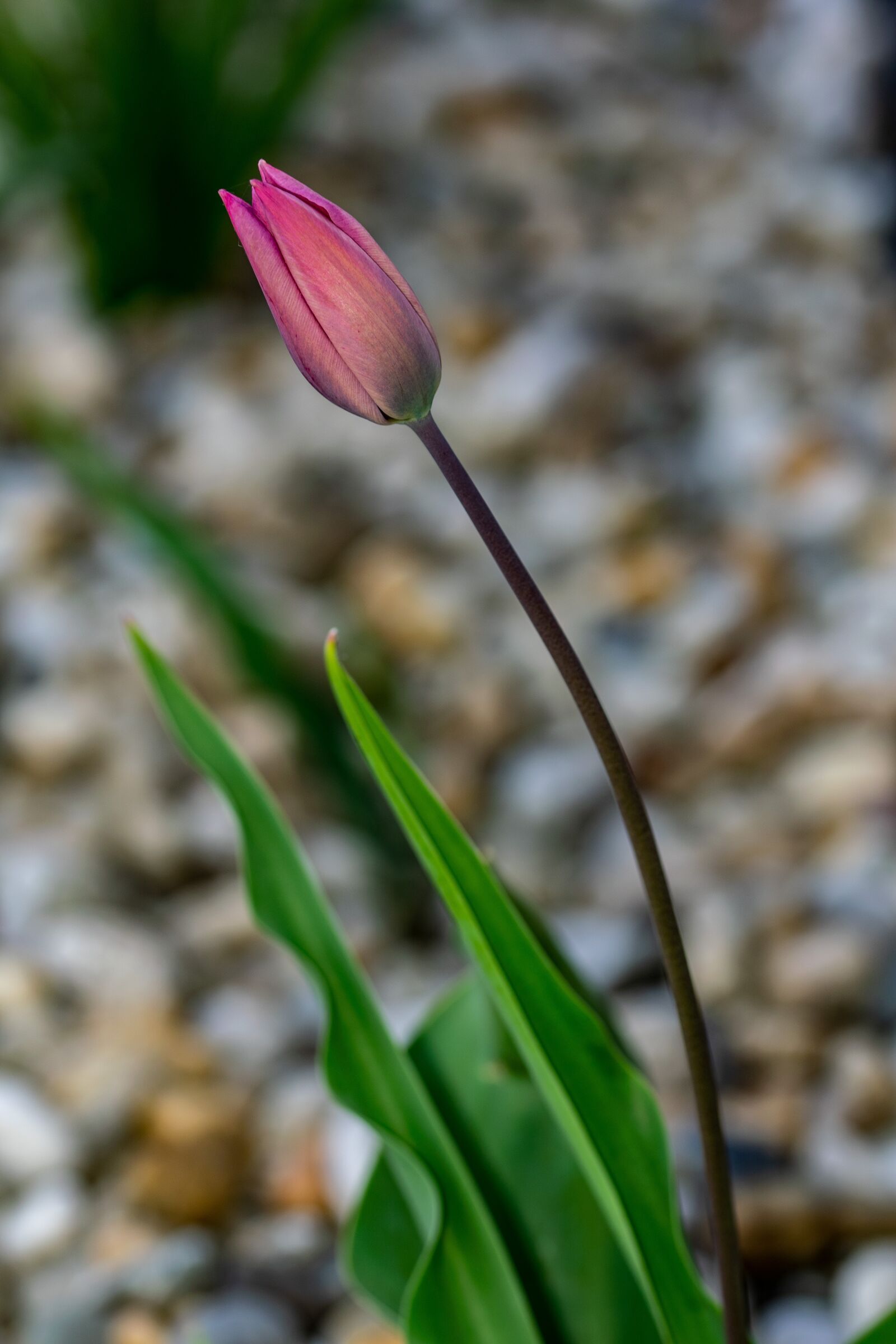 Nikon D5300 sample photo. Tulip, nature, flower photography