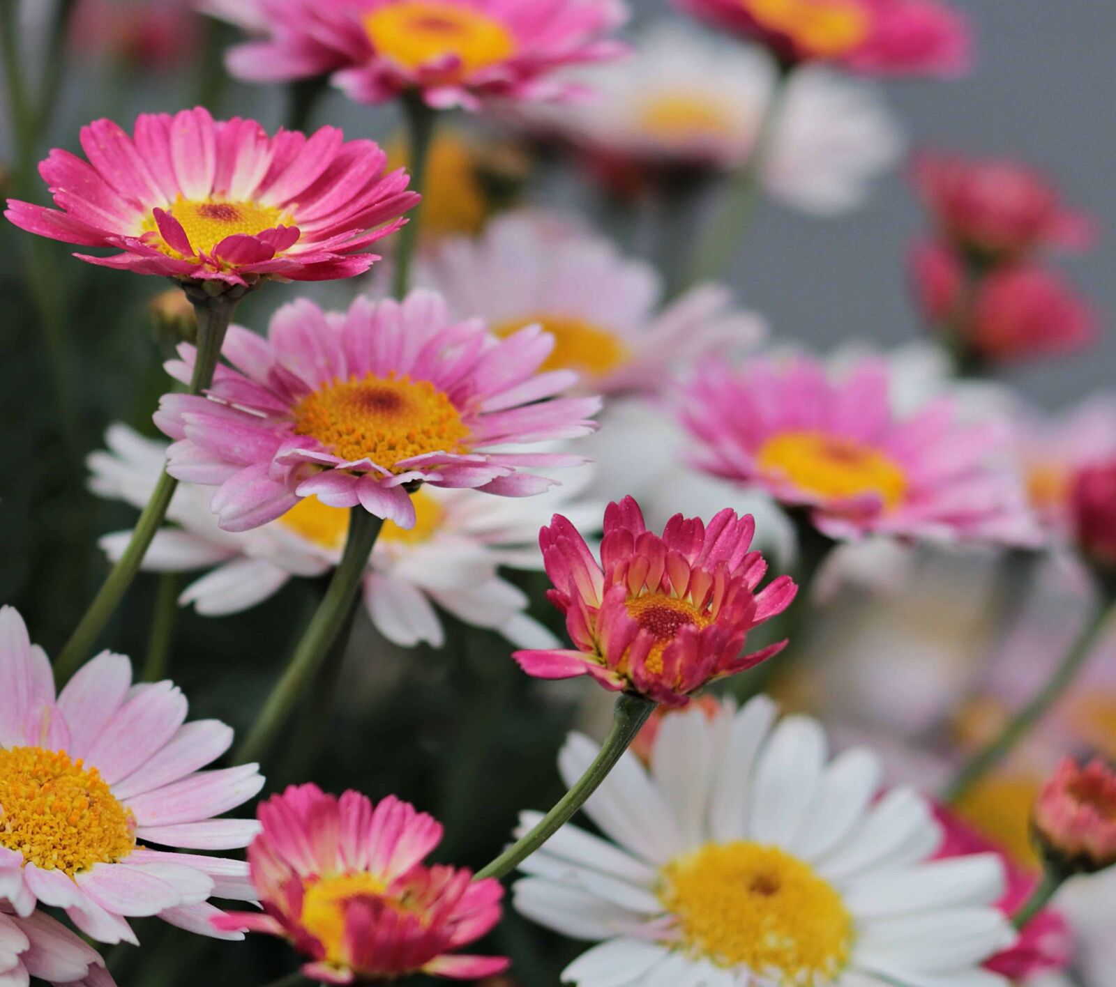 Canon EOS 80D sample photo. Garden, summer, flower, petal photography