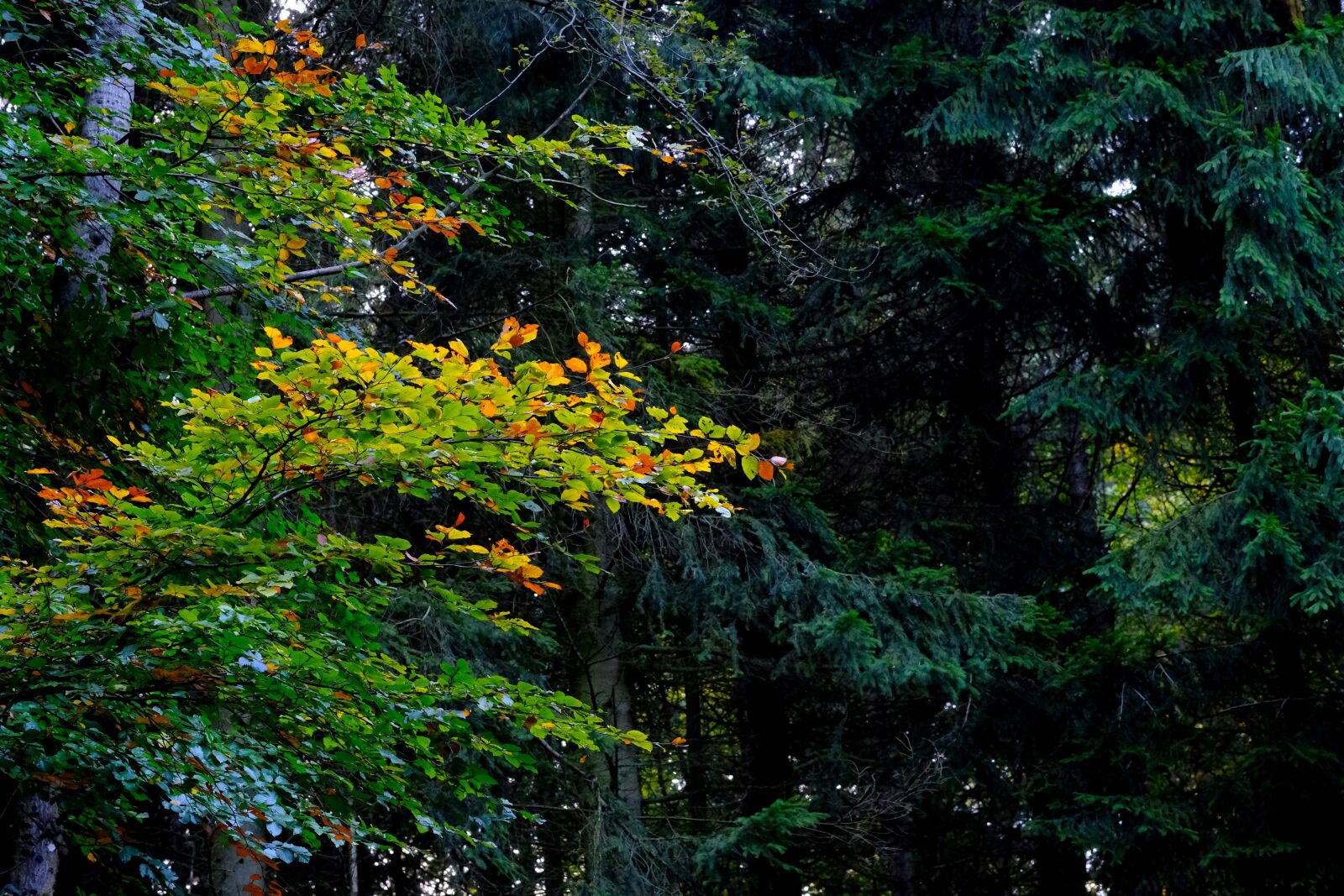 Fujifilm X-T20 sample photo. Deciduous tree, landscape, contrast photography