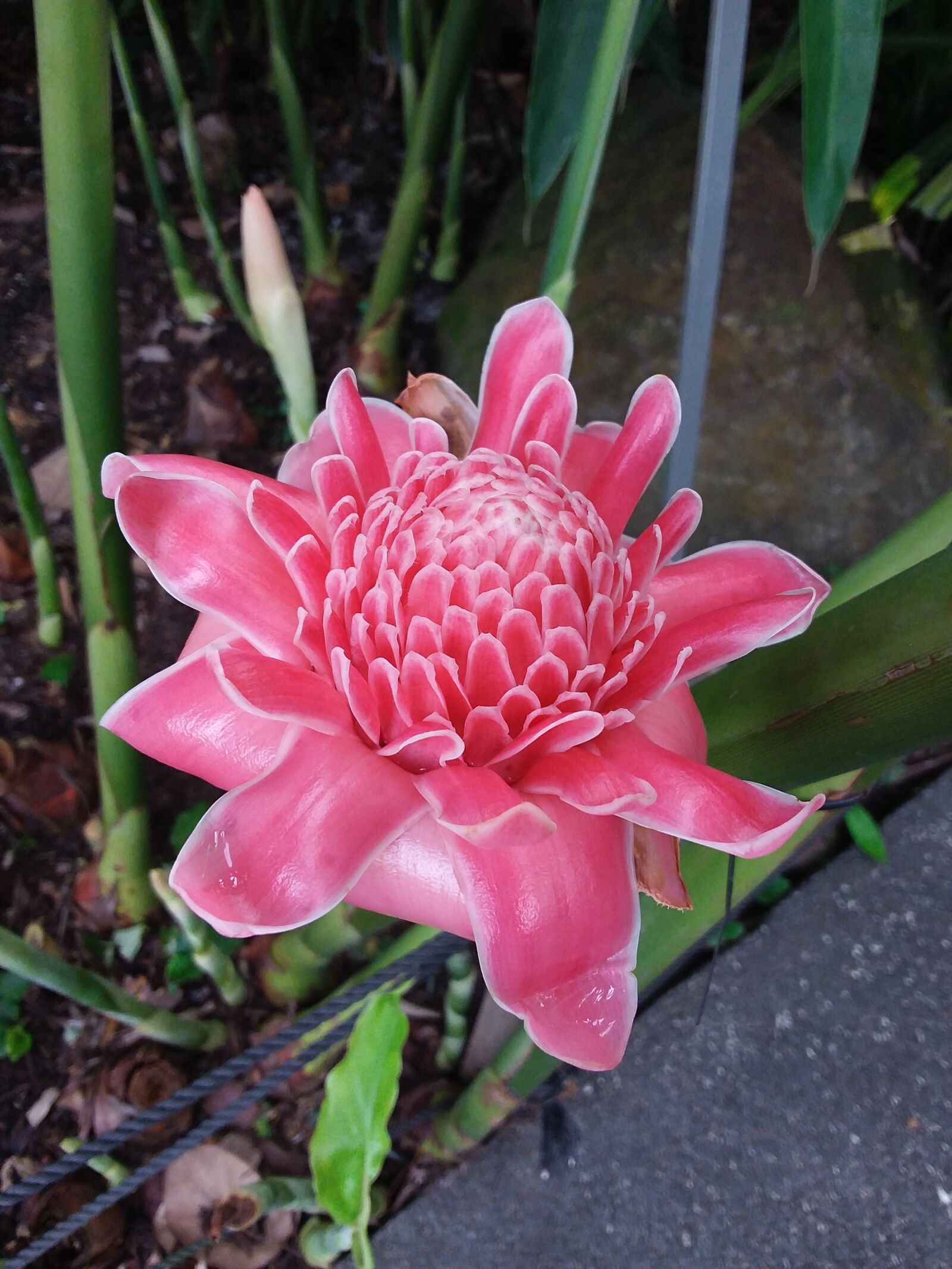 Samsung Galaxy Tab S2 sample photo. Flower, flora, nature photography