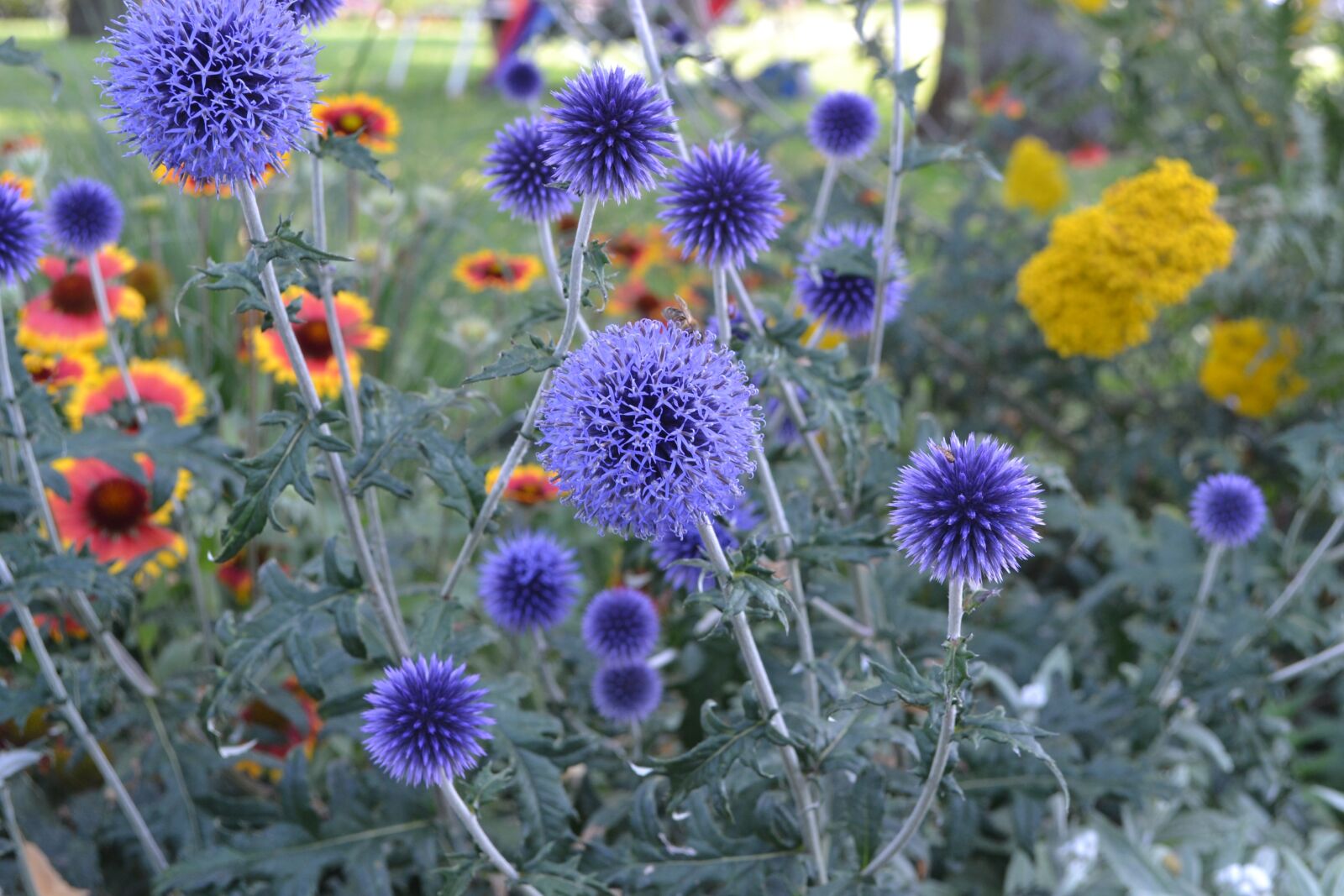 Nikon D3100 sample photo. Summer, flowers, purple photography