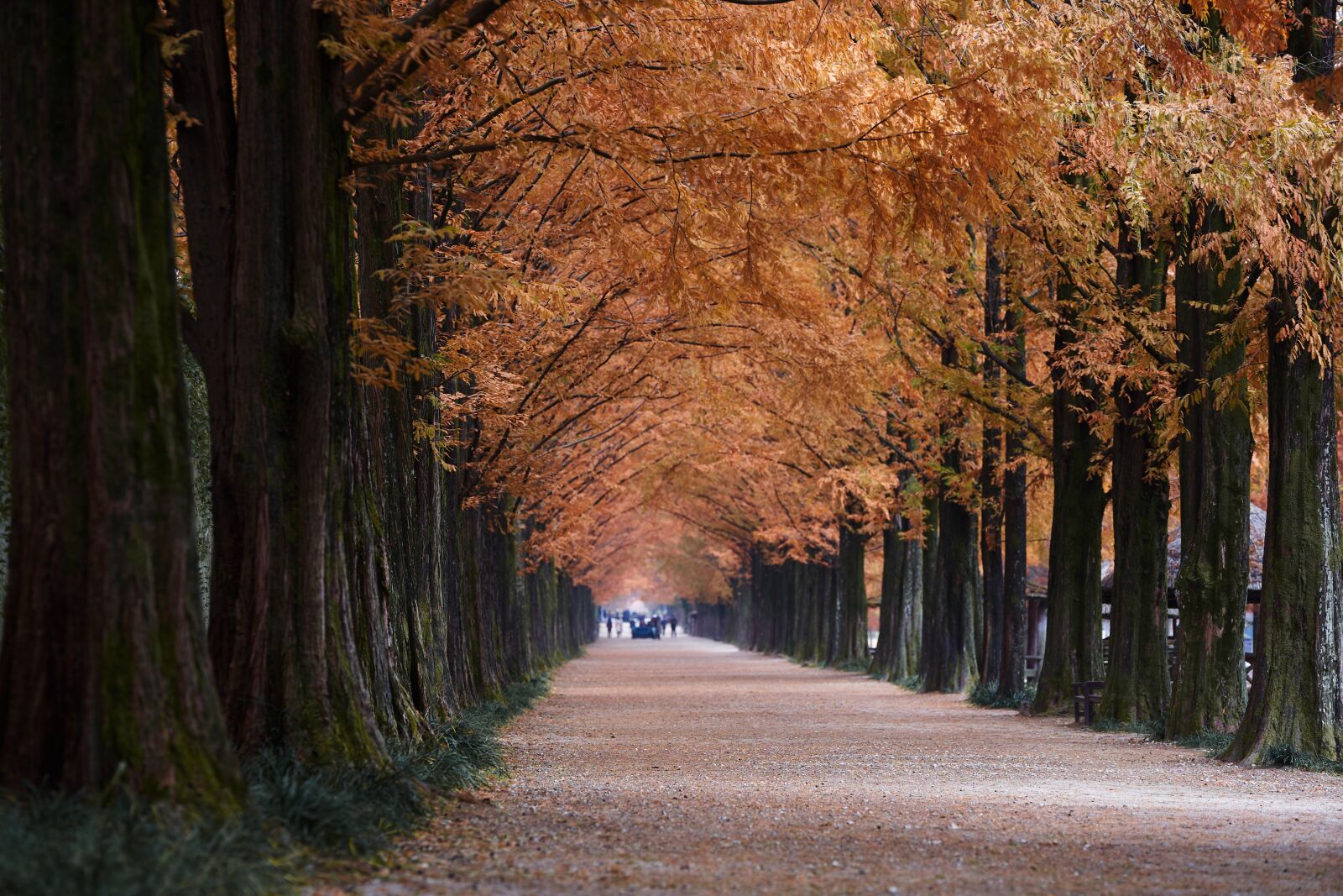 Sigma 70-200mm F2.8 EX DG OS HSM sample photo. Damyang metasequoia in korea photography