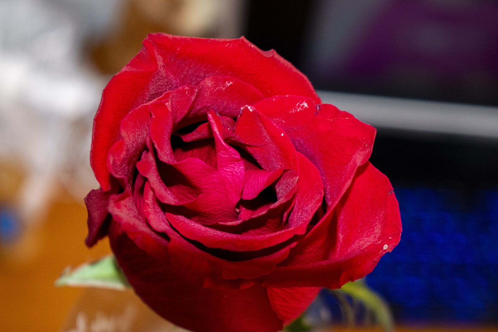 Nikon D5300 sample photo. Flower, rose, love photography