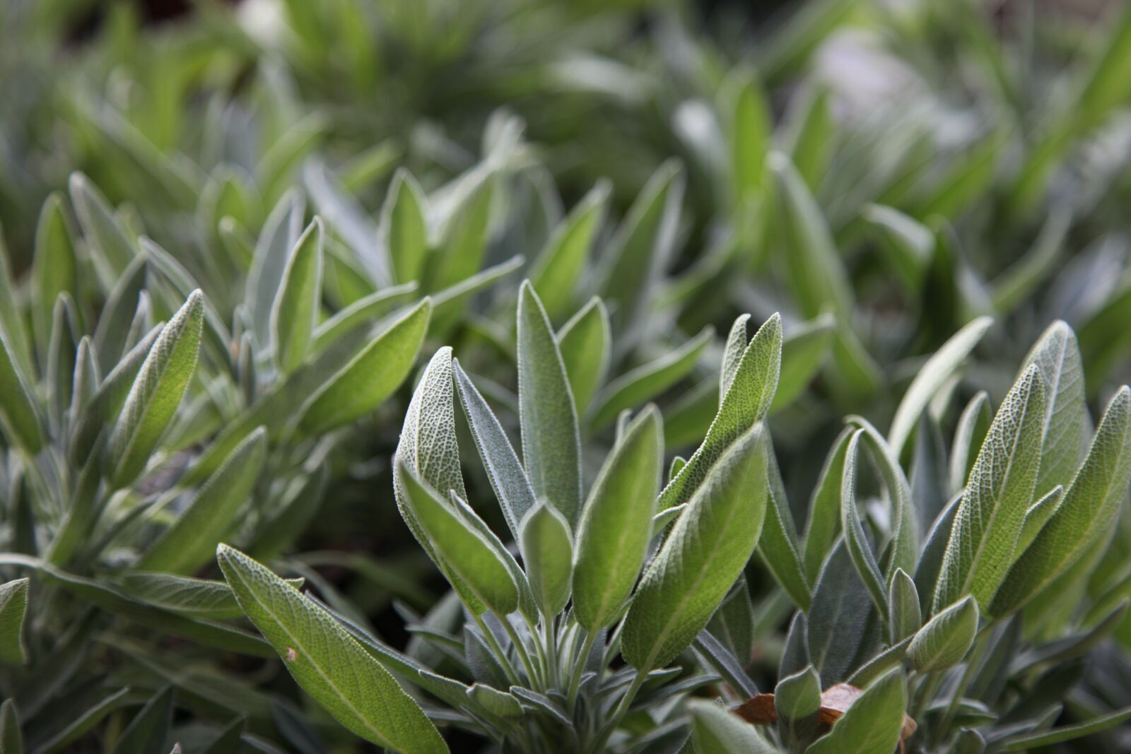 Canon EOS 5D Mark II sample photo. Flora, nature, leaf photography