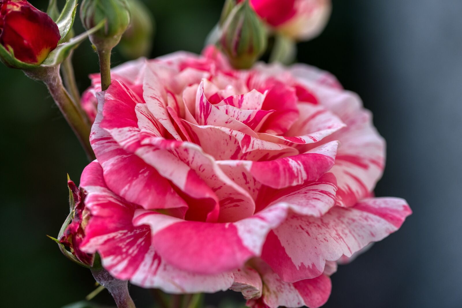 Nikon D750 sample photo. Rose, bi color, white photography