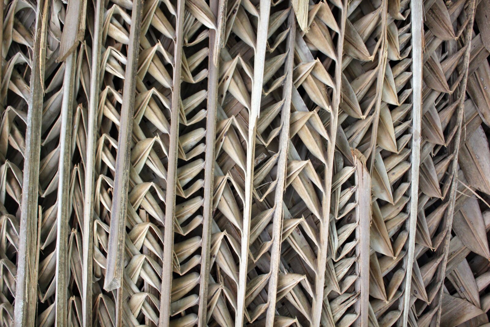 Canon EOS 550D (EOS Rebel T2i / EOS Kiss X4) sample photo. Palm leaves, dry, weaved photography