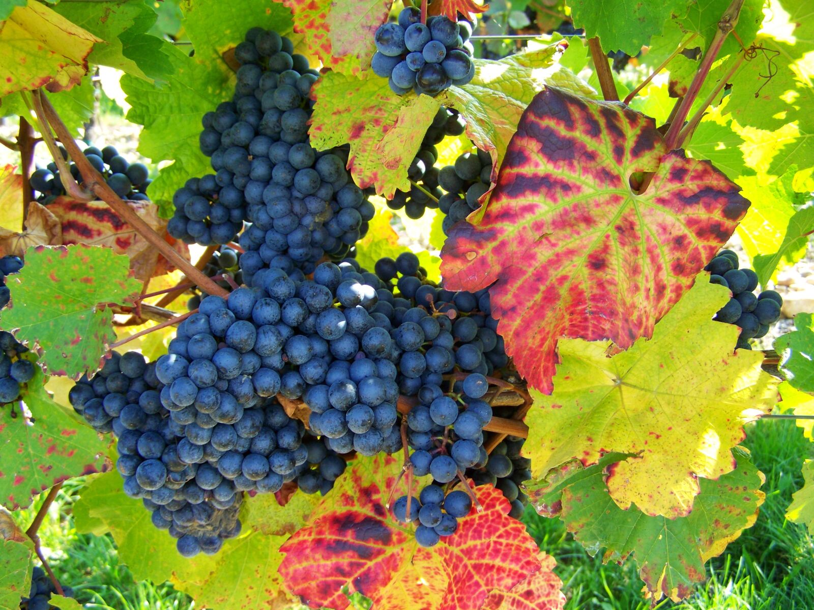 Kodak EASYSHARE ZD710 ZOOM DIGITAL CAMERA sample photo. Red grapes, ripe fruit photography