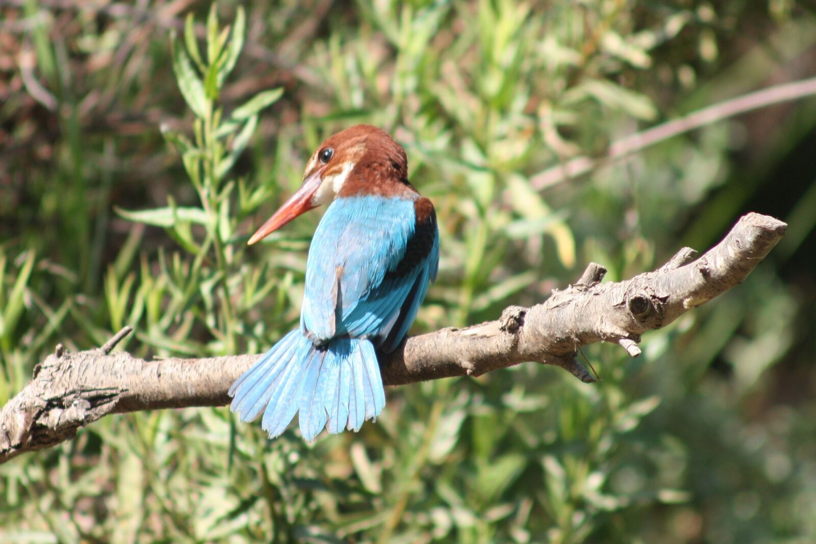 Canon EOS 450D (EOS Rebel XSi / EOS Kiss X2) sample photo. White-throated kingfisher, birds, animals photography
