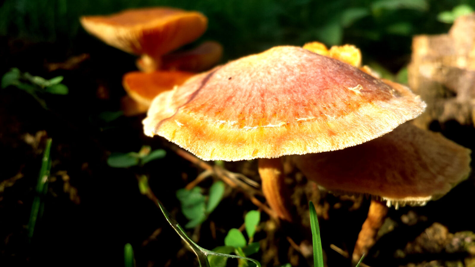 Samsung Galaxy S4 sample photo