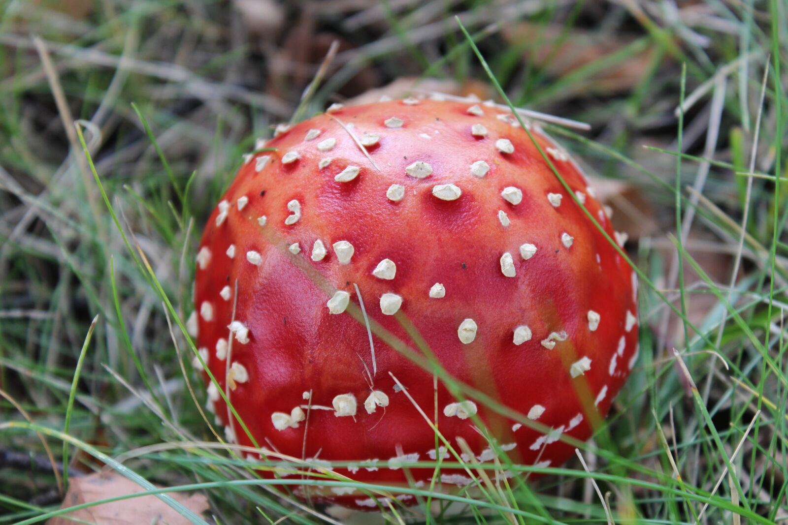 Canon EOS 600D (Rebel EOS T3i / EOS Kiss X5) sample photo. Fly agaric, mushroom, toxic photography