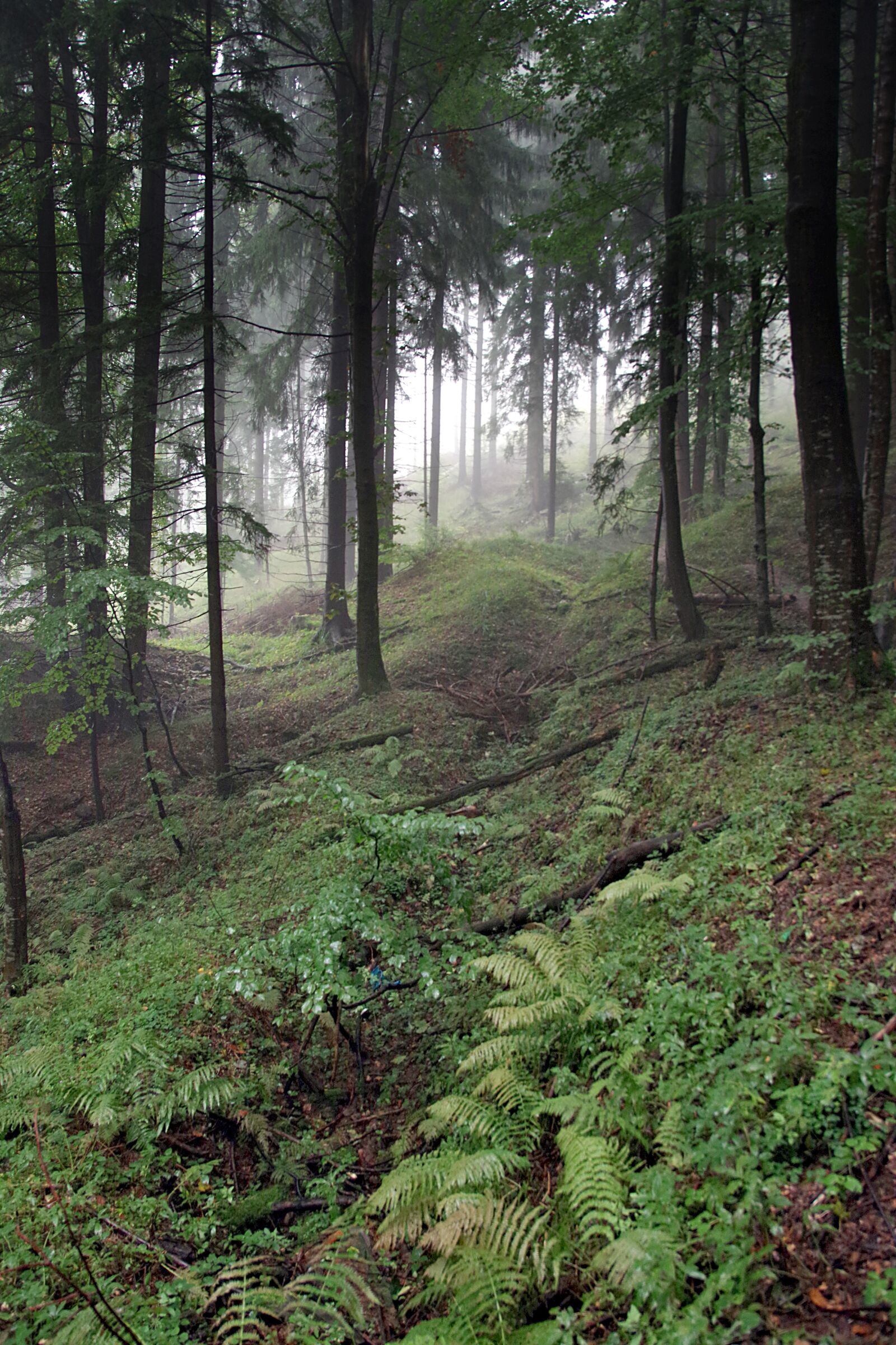 Pentax K-S2 sample photo. Forest, the fog, tree photography