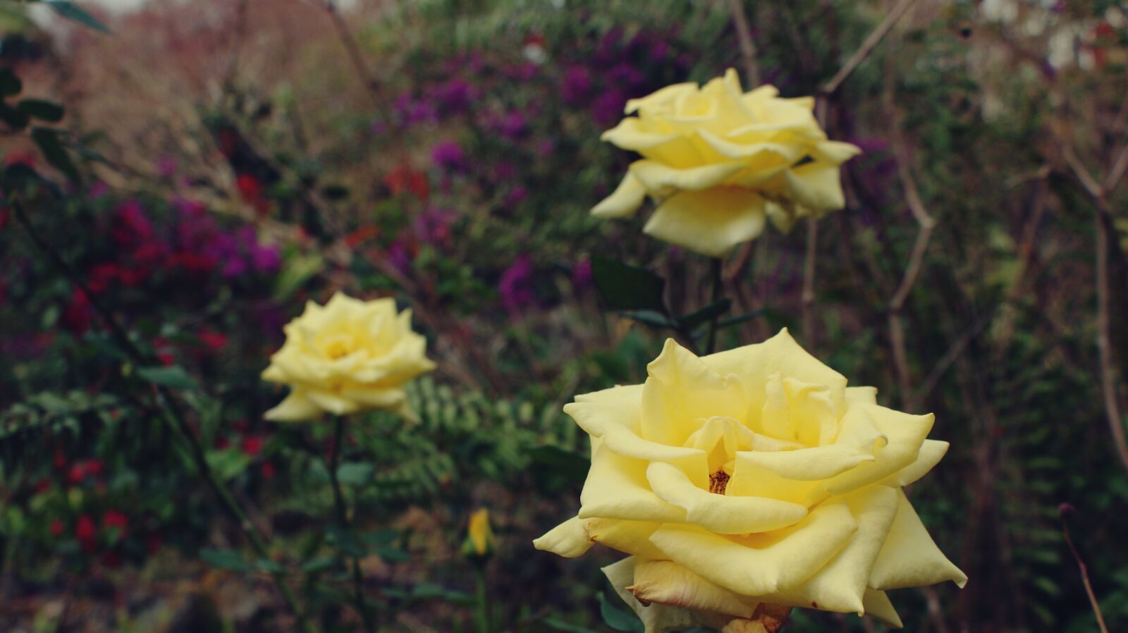 Sony Alpha DSLR-A350 sample photo. Flowers, yellow, floral photography