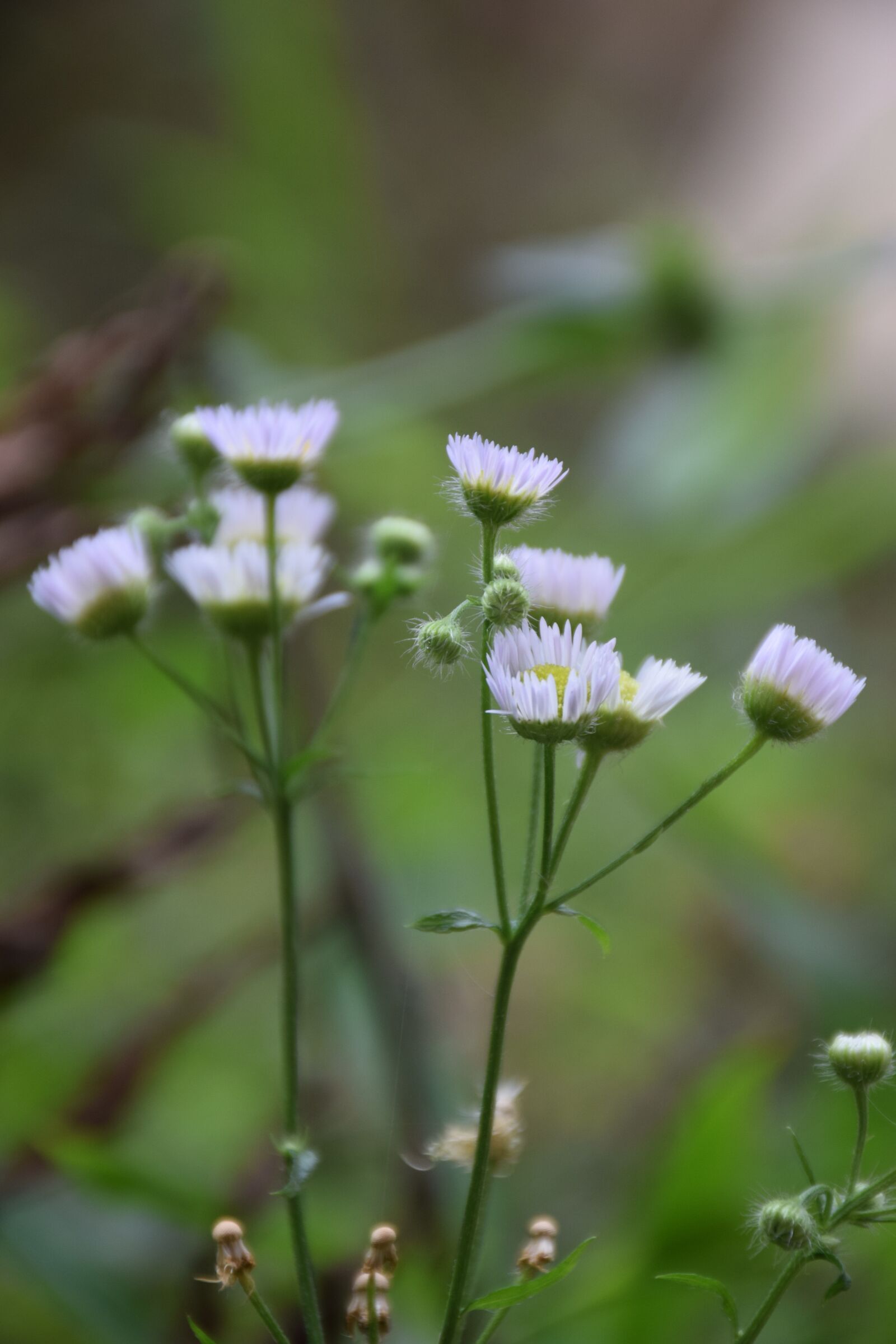 Nikon D5300 sample photo. Flower, green, natural photography