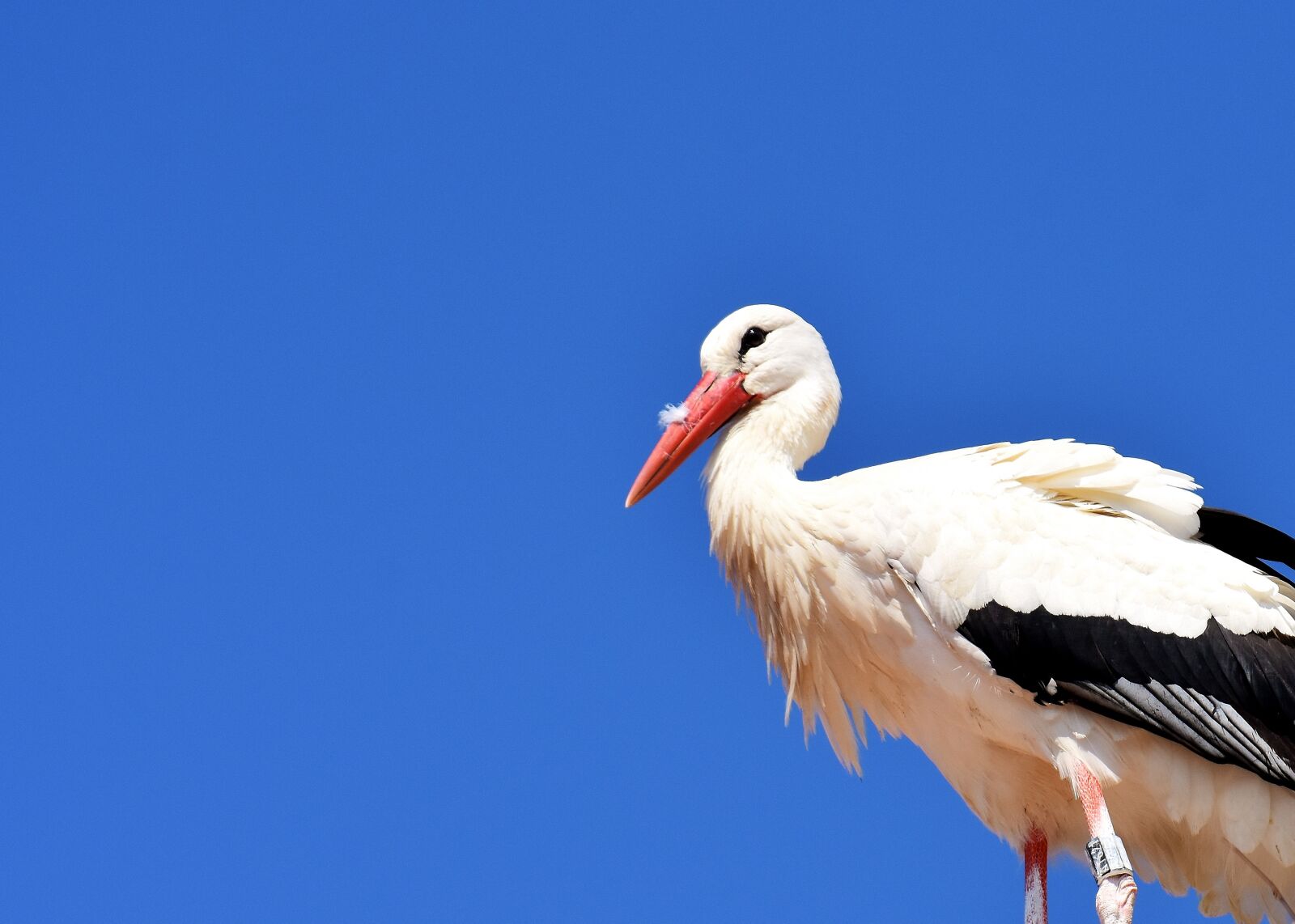 Nikon D7200 sample photo. Stork, flying, bird photography