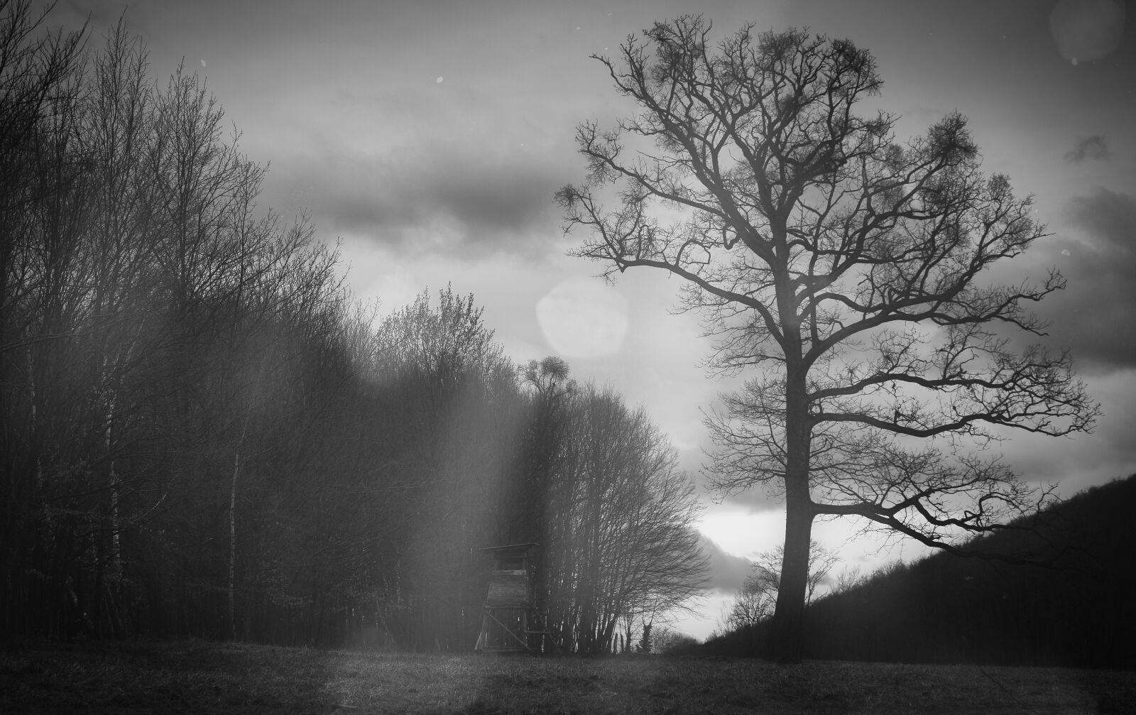 Nikon D5300 sample photo. Black, white, nature photography