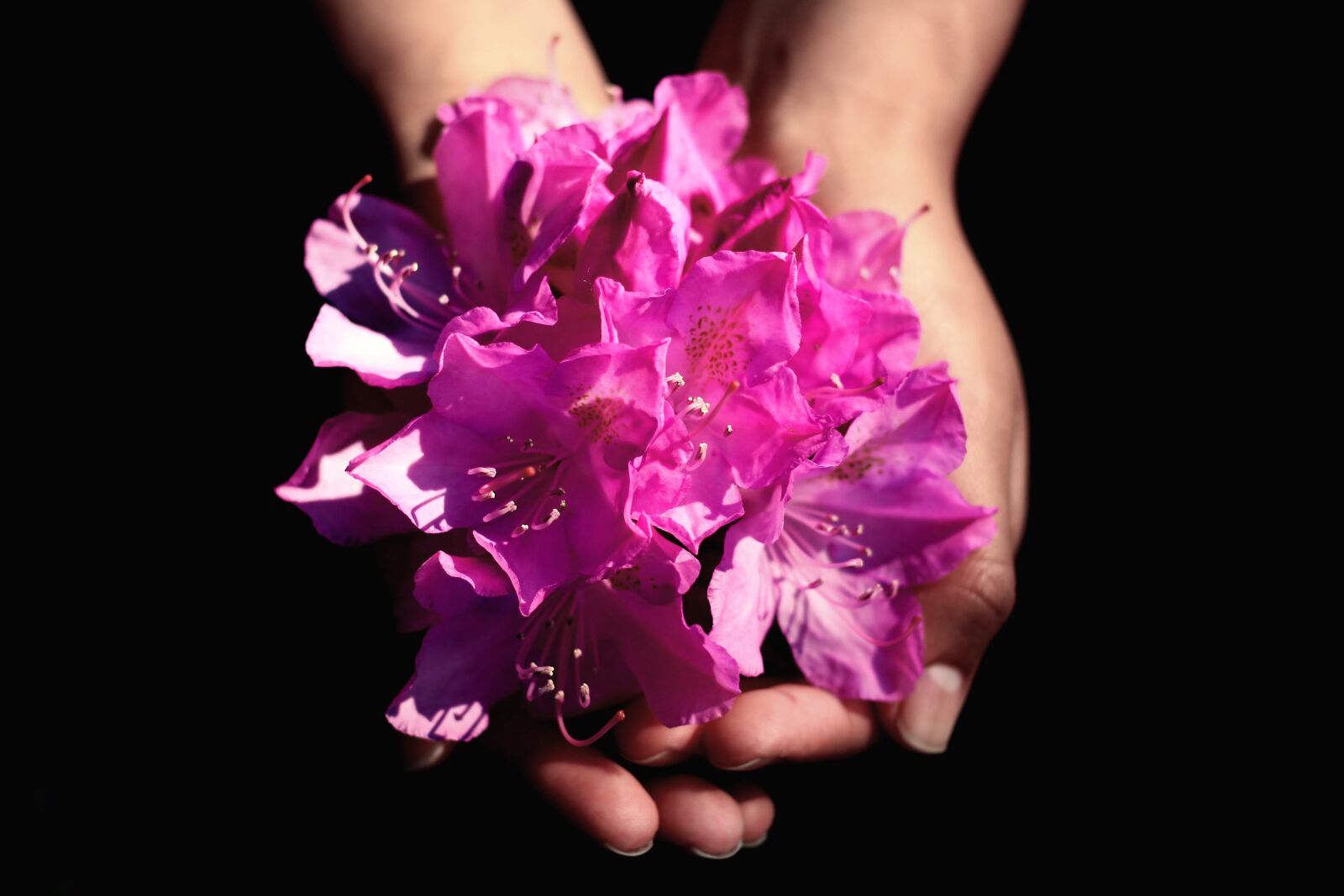 Canon EOS 700D (EOS Rebel T5i / EOS Kiss X7i) sample photo. Flower, hands, dark photography