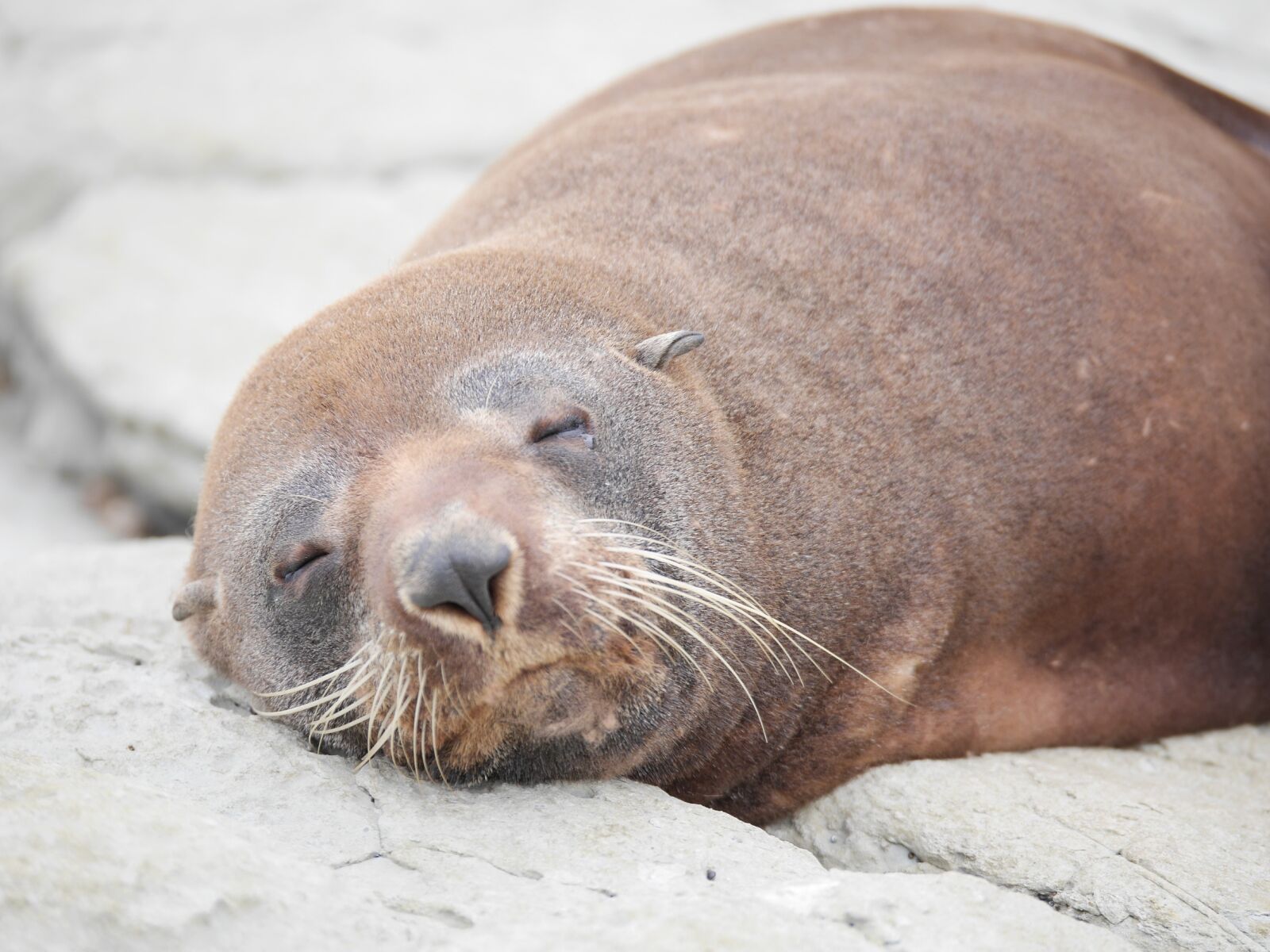 Panasonic Lumix DMC-GH3 sample photo. Sea lion, new zealand photography