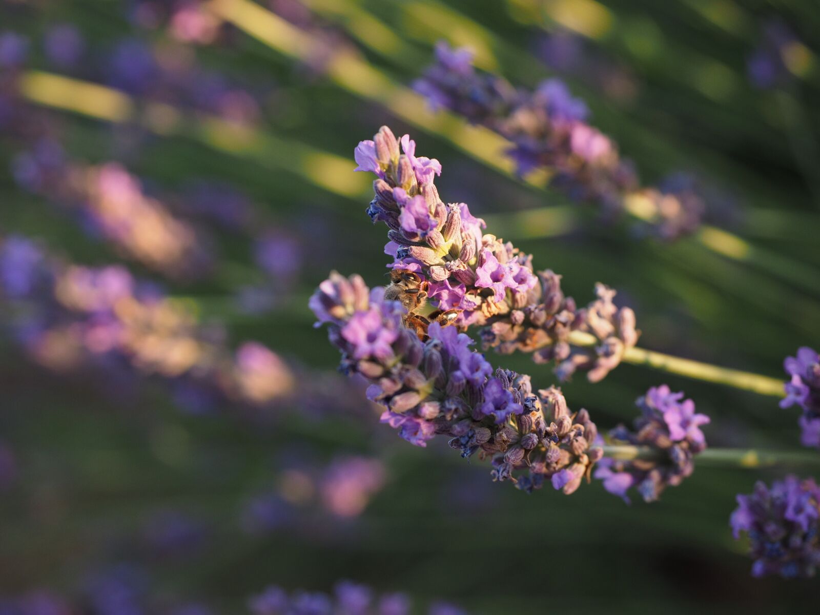Olympus OM-D E-M1 + Olympus M.Zuiko Digital ED 12-40mm F2.8 Pro sample photo. Lavender field, lavender, evening photography
