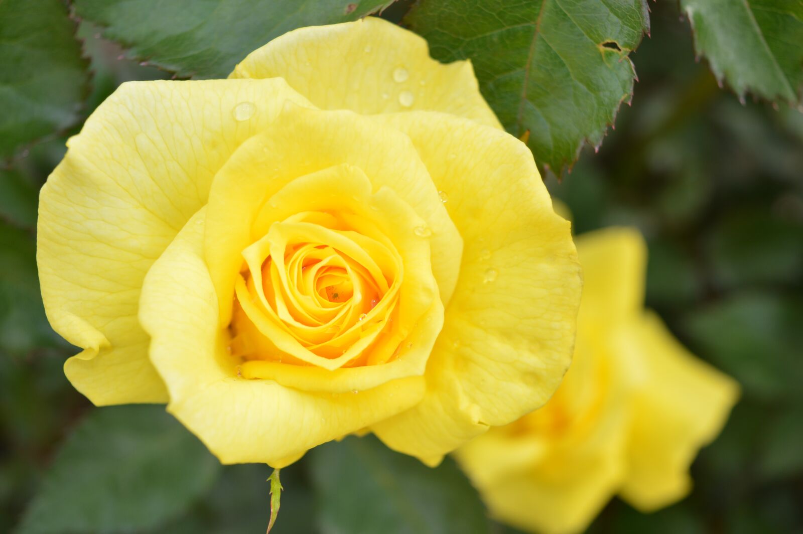 Nikon D3200 sample photo. Rose, fragrance, flower photography