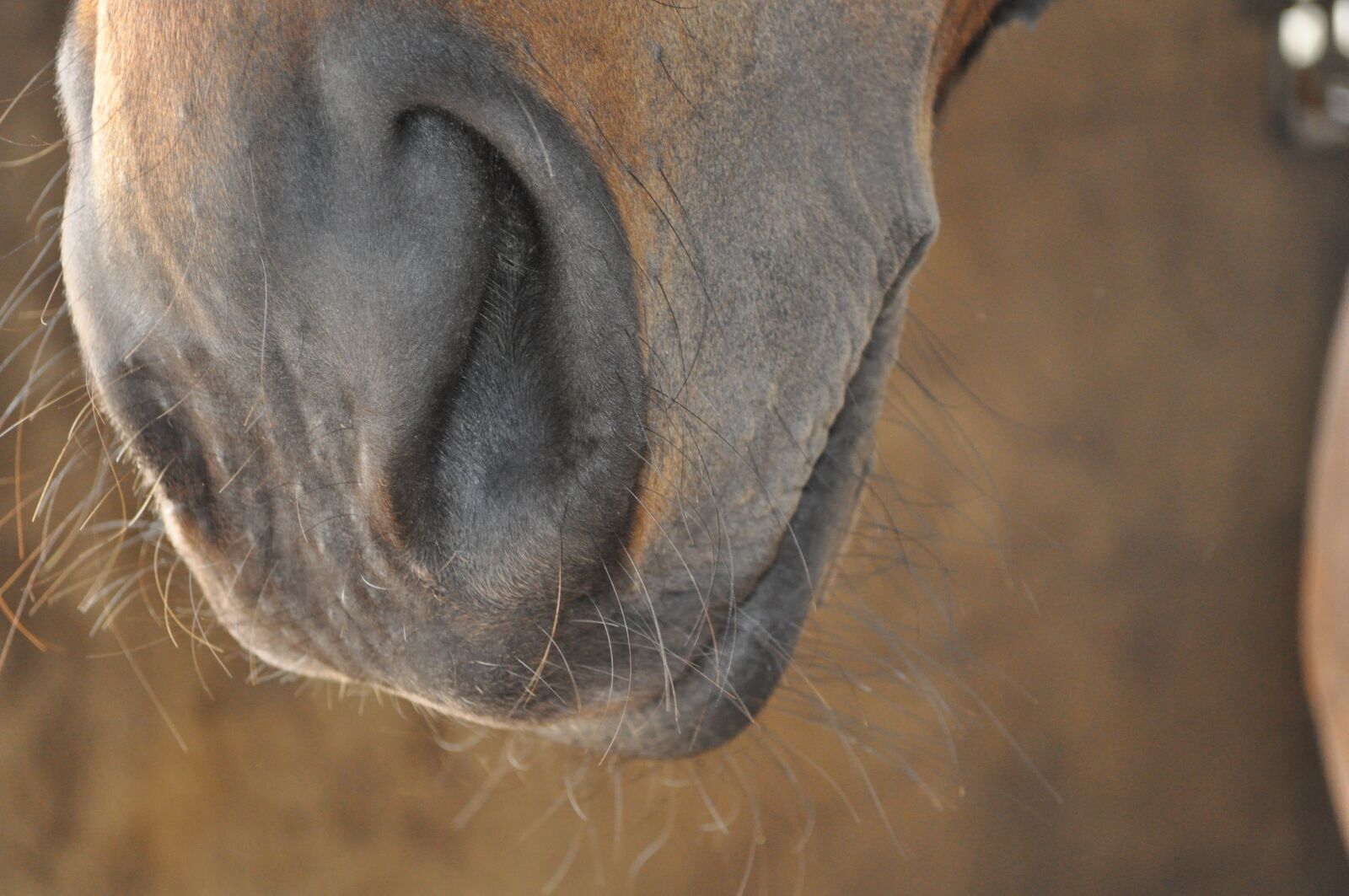 Nikon D5000 sample photo. Horse, nose, animal photography